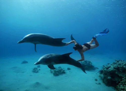 Wycieczka nurkowa Sataya Reef – Dolphin House