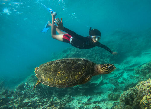 Emerald Turtle Haven – nurkowanie w Abu Dabbab