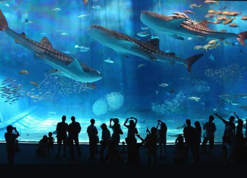 Hurghada Grand Aquarium